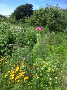 Wild Flower Meadow - Lodmoor