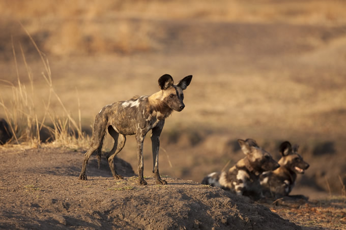simon-king-hyena-letsgetenergized